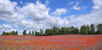 美丽的罂粟花和罂粟花的全景