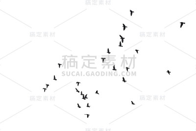 成群的飞鸽孤立在白色的背景上。剪切路径。