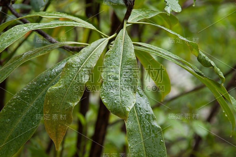 alstonia scholaris leaf