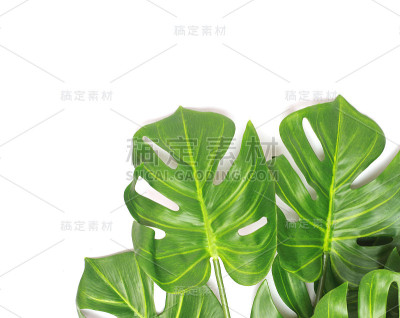 热带怪兽棕榈叶树的背景