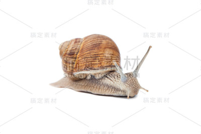 蜗牛孤立