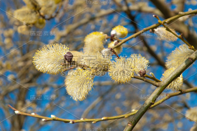 柳树花