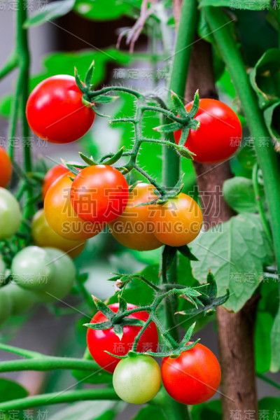 一串在树枝上成熟的西红柿