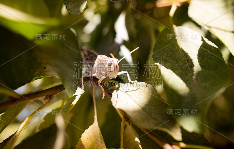 蚱蜢在树枝上