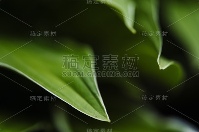 绿色的叶子特写。