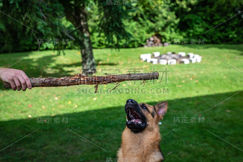 德国牧羊犬，训练活动