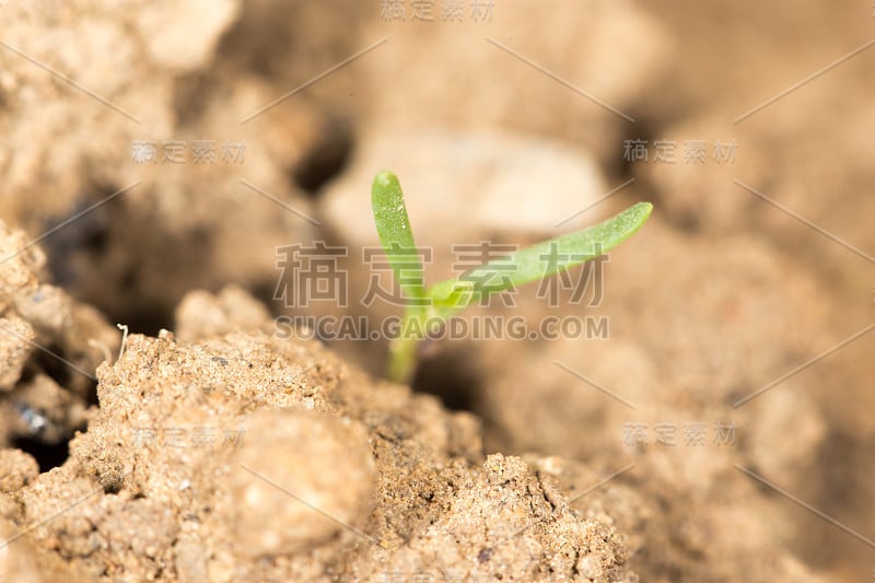 小芽在大自然的土地