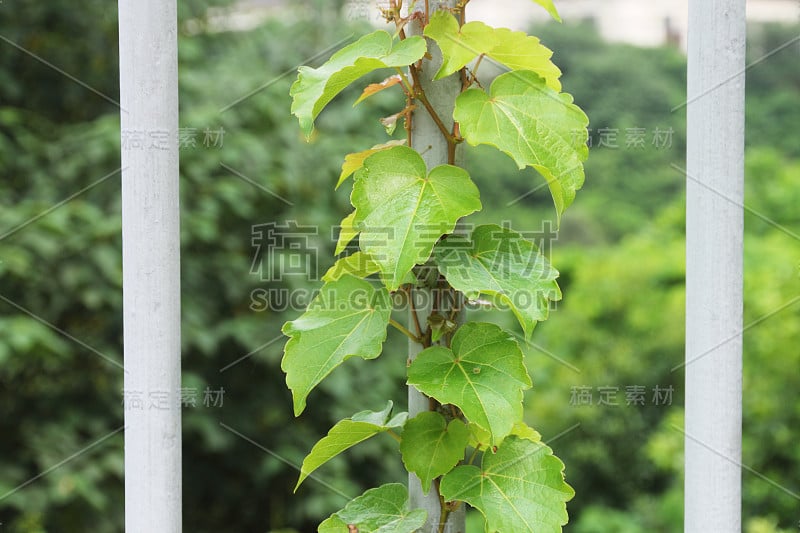 植物