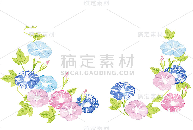 牵牛花框架的水彩插图