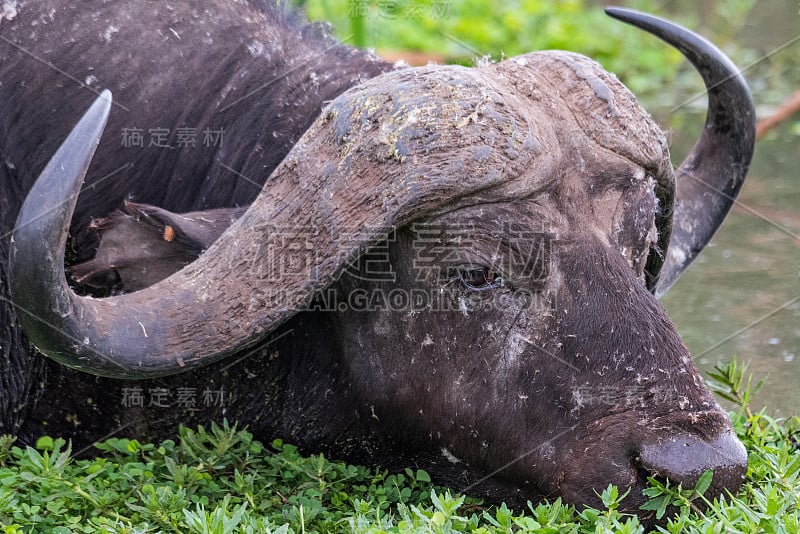 非洲水牛或Cape buffalo (Syncerus caffer)