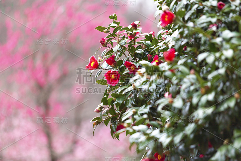 神奈川县汤加原巴林的梅花。