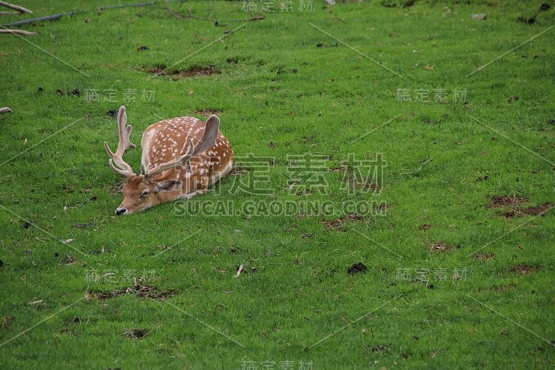 雄性白鹿(哒哒)，雄鹿