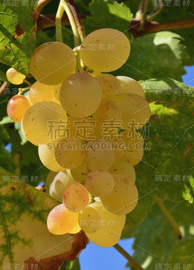 白葡萄