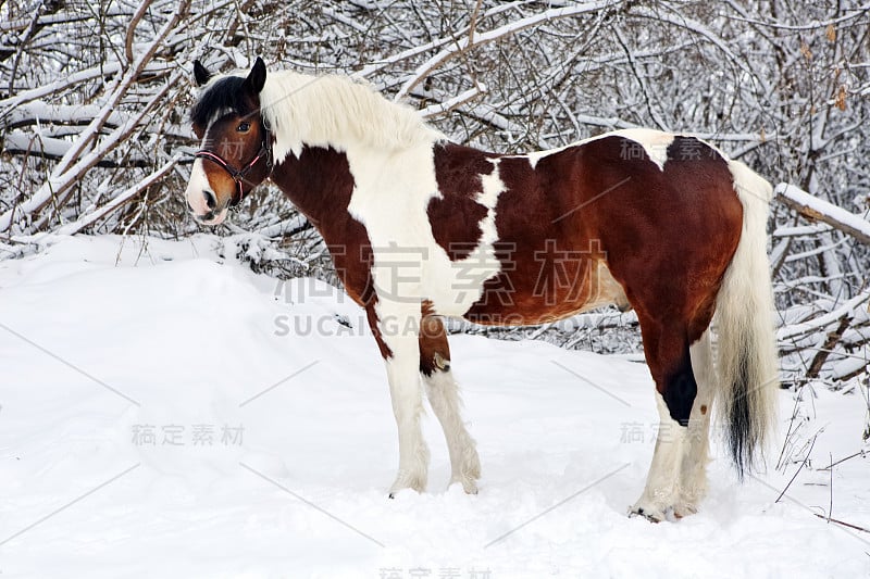 美丽的油漆匠小马在冬天的雪公园