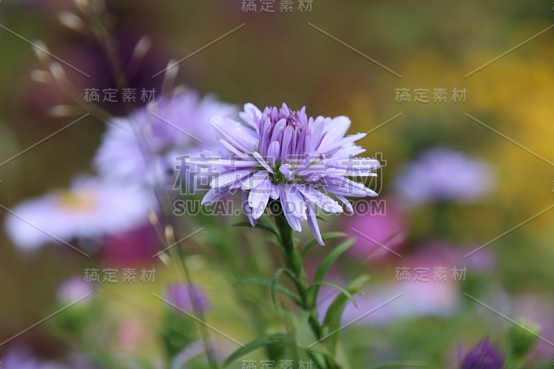 美丽的蓝紫菀花。