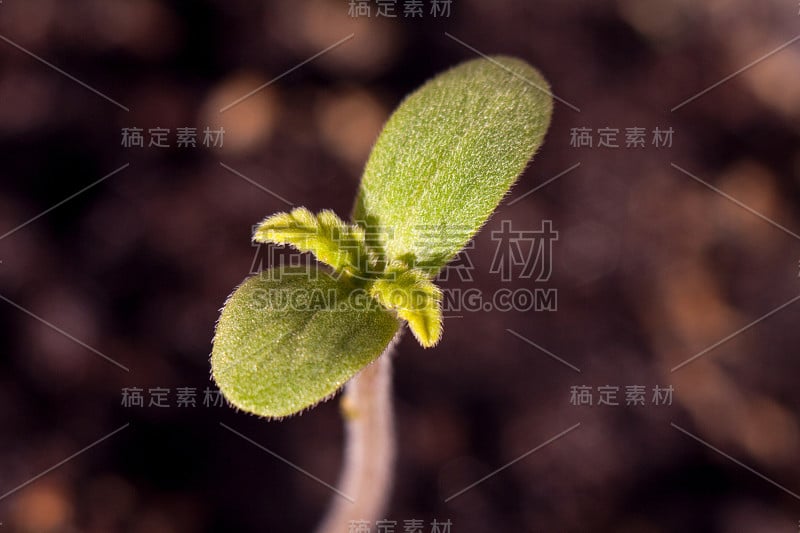 小绿芽大麻药用