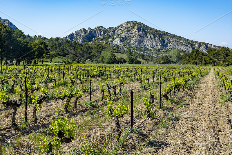 生产玫瑰，红和白葡萄酒在Alpilles，普罗旺斯，法国南部，葡萄园在初夏