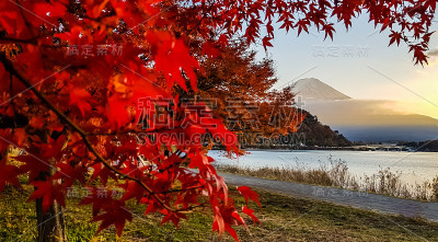 川口湖的秋天。