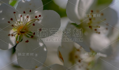 这些花