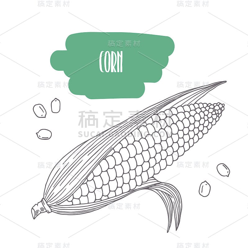 Hand drawn corn isolated on white. Sketch style ve