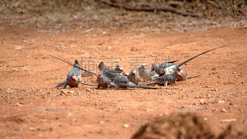 红着脸mousebirds