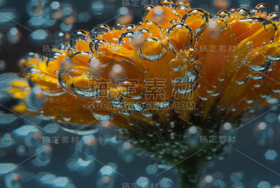 橙花-金盏花水下