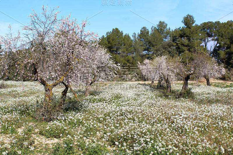 早春开花的杏树。杏仁花。杏花在博尔赫斯Blanques, Les Garrigues，莱莱达，西班牙