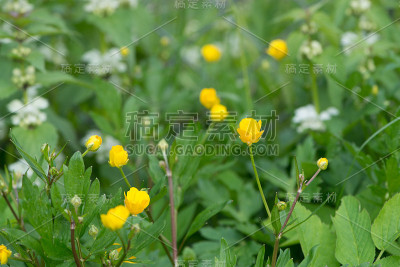 花园的花