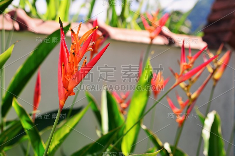 海里康属植物没有jardim