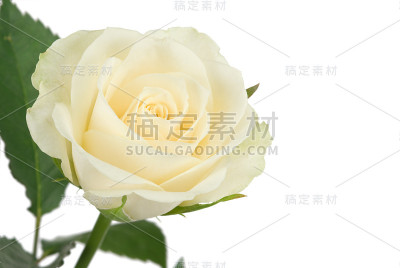 美丽的白玫瑰