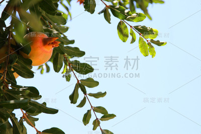 石榴树。犹太新年假期背景