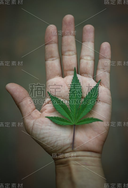 大麻