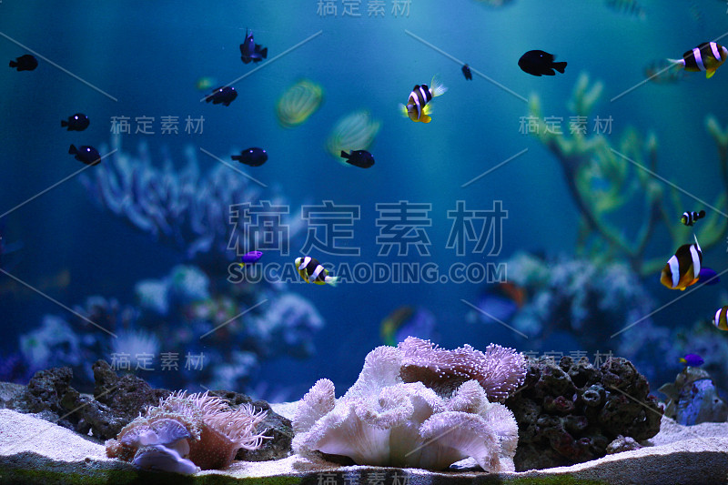 红狮子鱼在水族馆里游泳