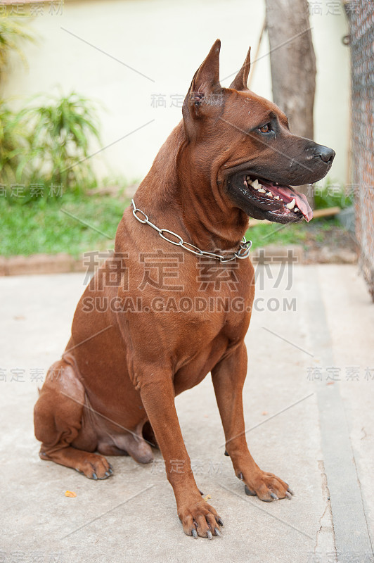 泰国脊背犬的狗