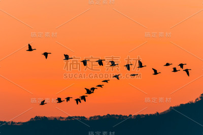 候鸟