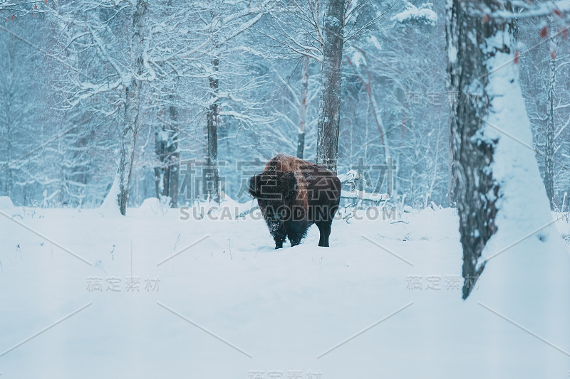 森林背景和雪地上的野牛