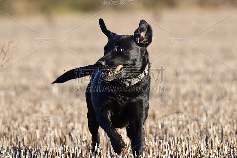 跑过田野的拉布拉多犬