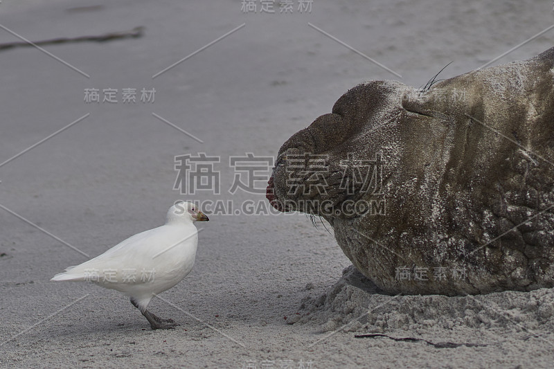 脸色苍白的海狮和海象