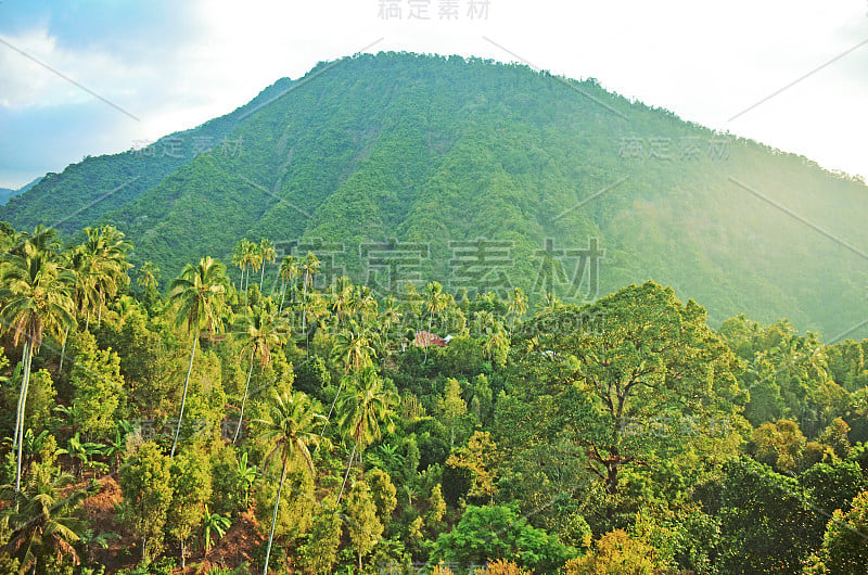 火山在丛林