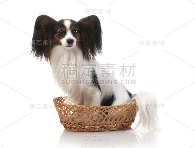 蝶耳犬-在工作室拍摄的大陆玩具猎犬