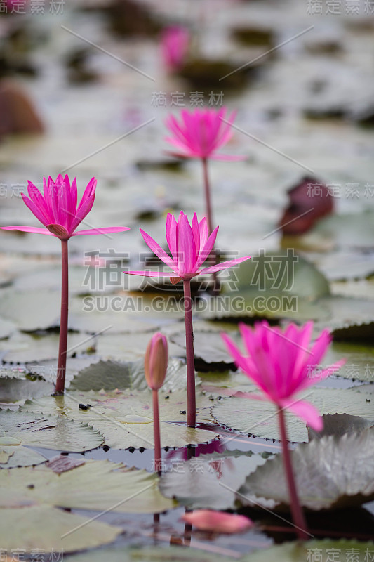 泰国乌隆塔尼的粉红色和红色莲花海