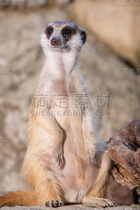 猫鼬或Suricate