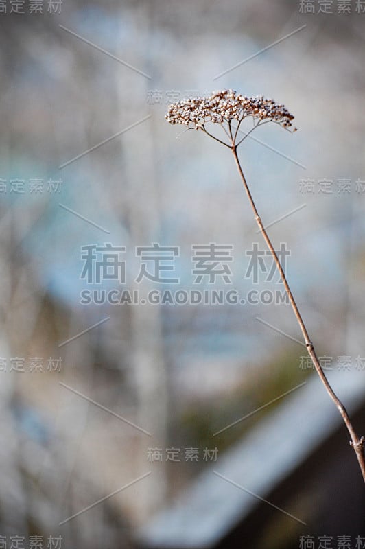 安妮女王花边