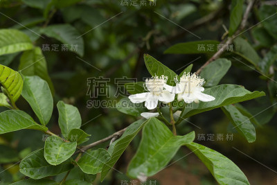 番石榴花。
