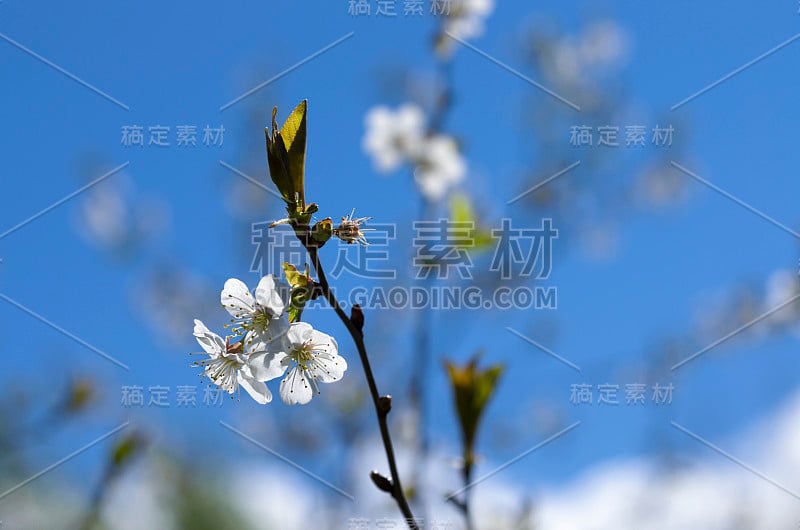 春天白色的樱花，黄色的雄蕊