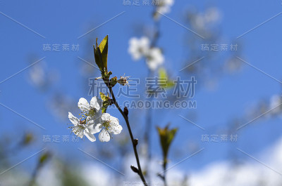 春天白色的樱花，黄色的雄蕊