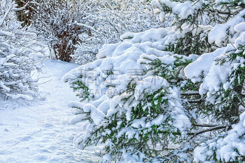 雪覆盖的云杉树枝。冷杉树枝与雪的特写照片