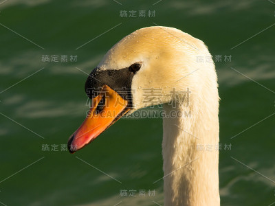 天鹅
