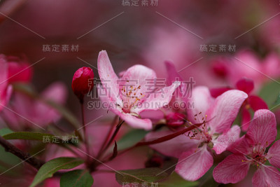 自然背景。美丽娇嫩的粉红色宏花。宏观抽象的自然肌理和背景有机图案。模板的设计。夏天,春天的概念。开花