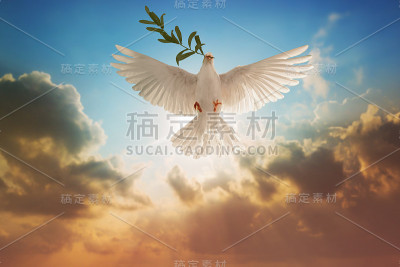 白鸽或白鸽携带橄榄枝在柔和的背景和修剪路径和国际和平日